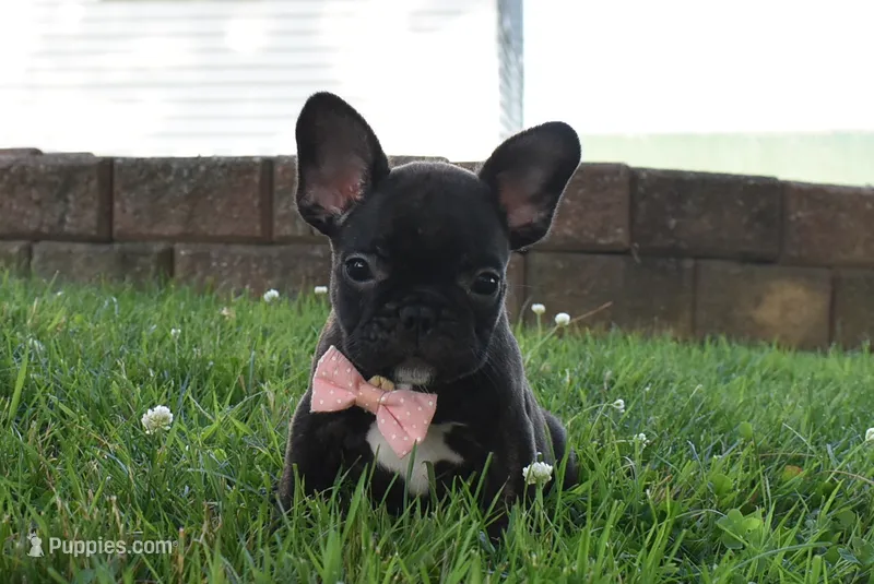 Sophia  – French Bulldog puppy for sale in Millersburg, OH