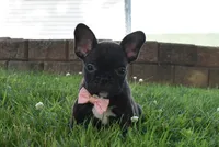 Sophia , a female French Bulldog for sale in Millersburg, OH – 1 of 5