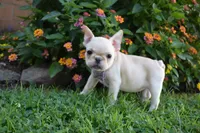 Sonya , a female French Bulldog for sale in Millersburg, OH – 6 of 6