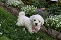Theresa, a female Cavachon for sale in Millersburg, OH – 3 of 7
