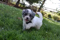 Carter, a male Bichpoo for sale in Millersburg, OH – 4 of 4