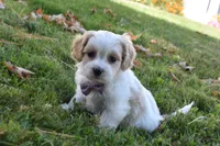 Carley , a female Cavachon for sale in Millersburg, OH – 4 of 5