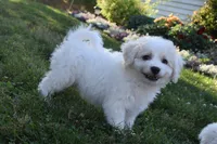 Tigger, a male Cavachon for sale in Millersburg, OH – 4 of 5