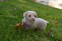 Snickers, a female French Bulldog and Poodle - Toy  for sale in Millersburg, OH – 4 of 4