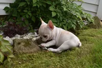 Princess, a female French Bulldog for sale in Millersburg, OH – 2 of 5
