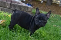 Skittles , a female French Bulldog for sale in Millersburg, OH – 4 of 5