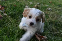 Carter, a male Cavachon for sale in Millersburg, OH – 4 of 4