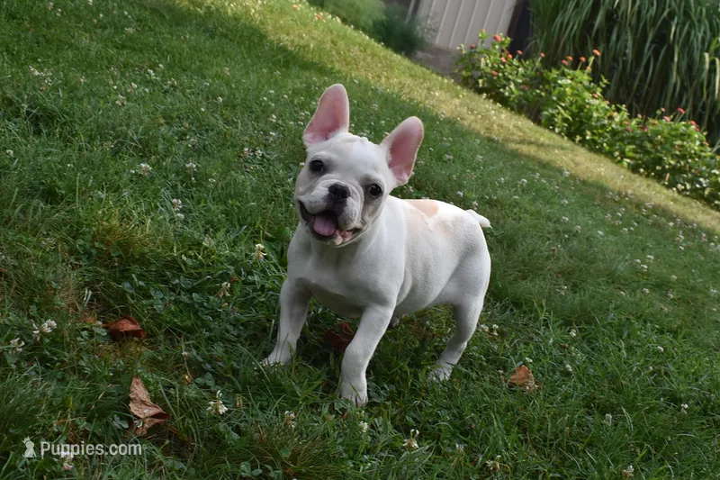 Princess – French Bulldog puppy for sale in Millersburg, OH