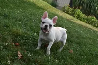 Princess, a female French Bulldog for sale in Millersburg, OH – 1 of 6