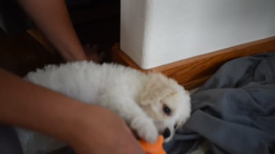 Tigger, a male Cavachon for sale in Millersburg, OH – 5 of 5