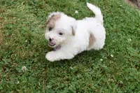 Lucky , a female Bichpoo for sale in Millersburg, OH – 5 of 5