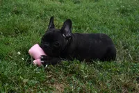Palmar , a male French Bulldog for sale in Millersburg, OH – 4 of 5