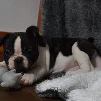 Twilight, a female French Bulldog for sale in Millersburg, OH – Photo 6 of 6