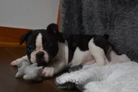 Twilight, a female French Bulldog for sale in Millersburg, OH – Photo 6 of 6