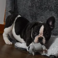 Twilight, a female French Bulldog for sale in Millersburg, OH – Photo 1 of 6