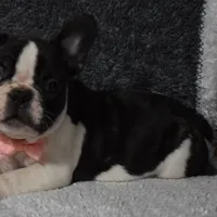 Twilight, a female French Bulldog for sale in Millersburg, OH – Photo 5 of 6