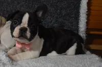 Twilight, a female French Bulldog for sale in Millersburg, OH – Photo 5 of 6