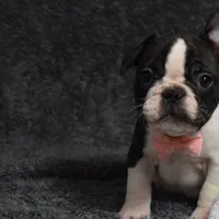 Twilight, a female French Bulldog for sale in Millersburg, OH – Photo 2 of 6