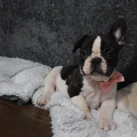 Twilight, a female French Bulldog for sale in Millersburg, OH – Photo 3 of 6