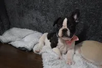 Twilight, a female French Bulldog for sale in Millersburg, OH – Photo 3 of 6