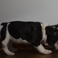 Twilight, a female French Bulldog for sale in Millersburg, OH – Photo 4 of 6