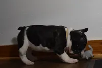 Twilight, a female French Bulldog for sale in Millersburg, OH – Photo 4 of 6