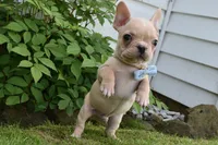 Pirate , a male French Bulldog for sale in Millersburg, OH – 5 of 6