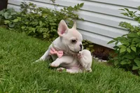 Princess, a female French Bulldog for sale in Millersburg, OH – 5 of 5