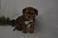 Noah, a male Poodle - Toy  and Cavachon for sale in Millersburg, OH – Photo 3 of 3