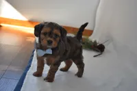 Noah, a male Poodle - Toy  and Cavachon for sale in Millersburg, OH – Photo 2 of 3