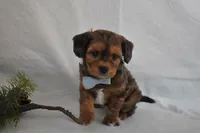 Noah, a male Poodle - Toy  and Cavachon for sale in Millersburg, OH – Photo 1 of 3