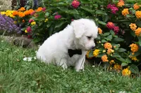 Garfield, a male Bichon Frise for sale in Millersburg, OH – 4 of 4