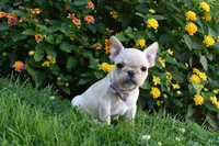 Sonya , a female French Bulldog for sale in Millersburg, OH – 2 of 6