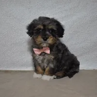 Roxy, a female Poodle - Toy  and Cavachon for sale in Millersburg, OH – Photo 1 of 3