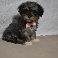 Roxy, a female Poodle - Toy  and Cavachon for sale in Millersburg, OH – Photo 2 of 3