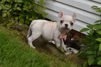 Princess, a female French Bulldog for sale in Millersburg, OH – 4 of 5