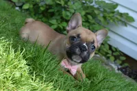 Lacy , a female French Bulldog and Pug for sale in Millersburg, OH – 5 of 5