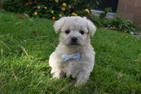 Snuggles, a female French Bulldog and Poodle - Toy  for sale in Millersburg, OH – 4 of 5
