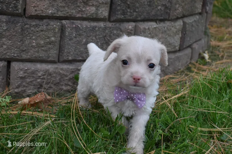 Snickers – French Bulldog, Poodle - Toy  puppy for sale in Millersburg, OH