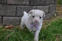 Snickers, a female French Bulldog and Poodle - Toy  for sale in Millersburg, OH – 1 of 4
