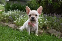Mckenzie, a female French Bulldog and Pug for sale in Millersburg, OH – 4 of 6