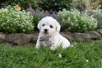Theresa, a female Cavachon for sale in Millersburg, OH – 4 of 7