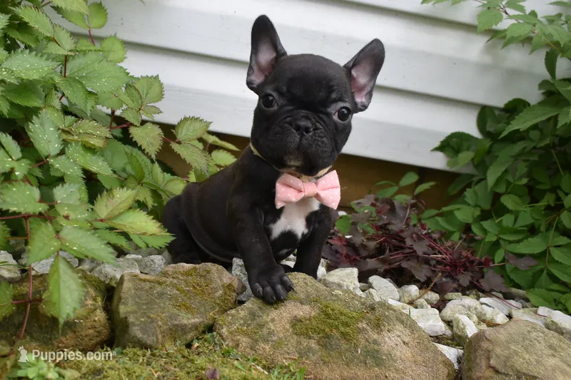 Precious  – French Bulldog puppy for sale in Millersburg, OH