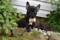 Precious , a female French Bulldog for sale in Millersburg, OH – 1 of 5