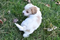 Carter, a male Cavachon for sale in Millersburg, OH – 2 of 4