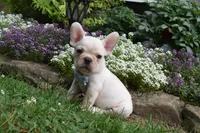 Tank , a male French Bulldog and Pug for sale in Millersburg, OH – 3 of 5