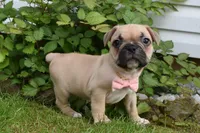 LIlly, a female French Bulldog and Pug for sale in Millersburg, OH – 2 of 5