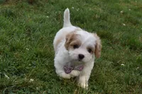 Twilight , a female Cavachon for sale in Millersburg, OH – 4 of 5