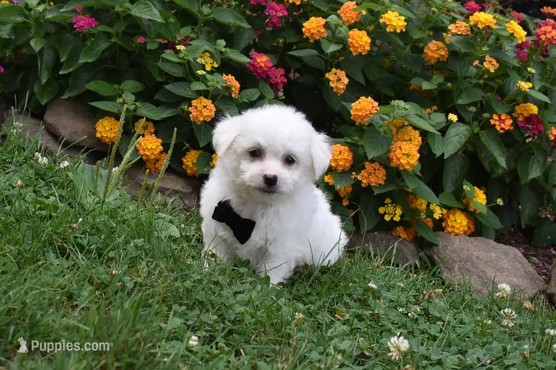 Gizmo  – Bichon Frise puppy for sale in Millersburg, OH
