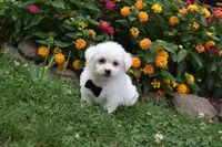 Gizmo , a male Bichon Frise for sale in Millersburg, OH – 1 of 4